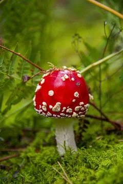 Red fly agaric sprouted through moss in autumn forest Stock Photos