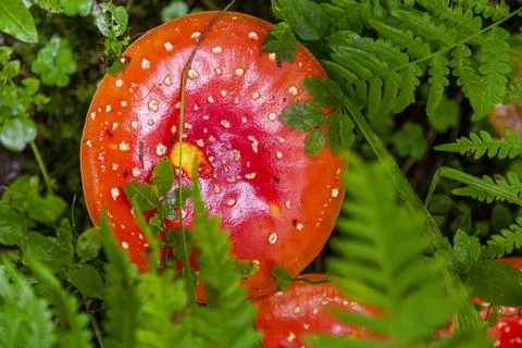 Red fly agaric sprouted through fern in autumn forest Stock Photos