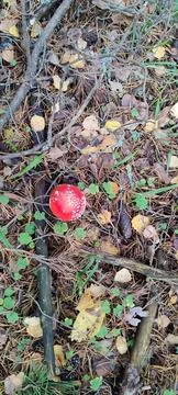 Red fly agaric top view Stock Photos