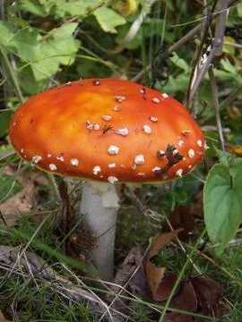 Red fly agaric_2 Stock Photos