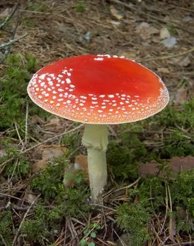 Red fly agaric_3 Stock Photos