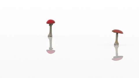 Red fly agarics glide along the white glossy floor as if on ice. Incredible Stock Footage 149059259