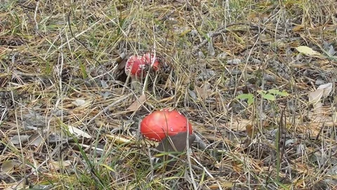 Red fly agarics in the meadow Video stock 118803583