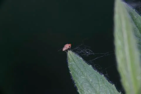 Red fly on cactus leaf. Stock Photos