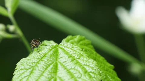 Red fly walking and flying on a green leaf in the woods. Stock Footage 155783741