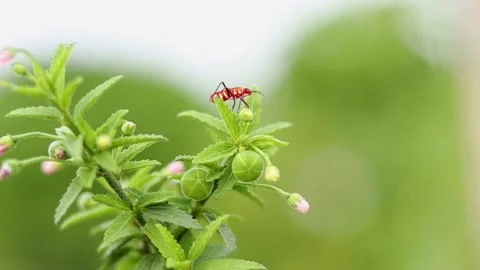 Red flying insect perching on a green flower Stock Footage 168043481