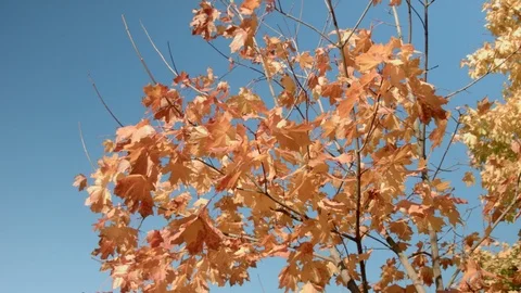 Red foliage and sky Stock Footage 96746036