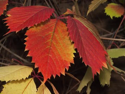 Red foliage of grapes, close-up, medium plan. Stock Photos