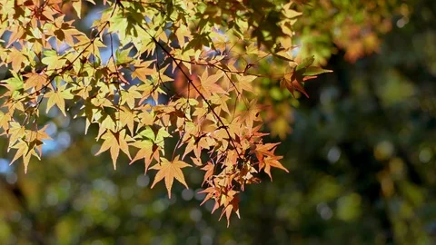 Red foliage maple tree with bokeh forest background Stock Footage 101056096