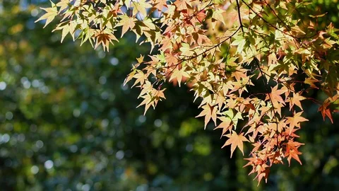 Red foliage maple tree with bokeh forest background Stock Footage 101056277