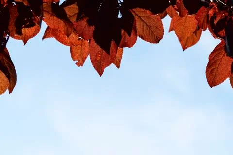 Red foliage Stock Photos