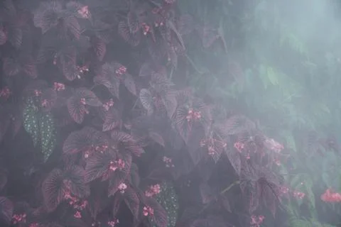 Red foliage Stock Photos