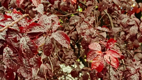 Red foliage with raindrops close-up Stock Footage 277740819
