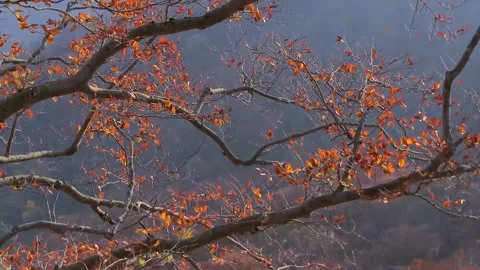 Red Foliage Swaying on Branches HD Clip Stock Footage 346195741