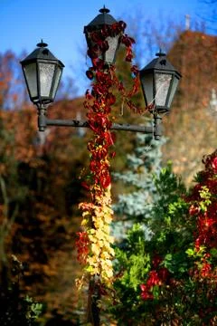 Red foliage twisting the lamppost to the top Stock Photos