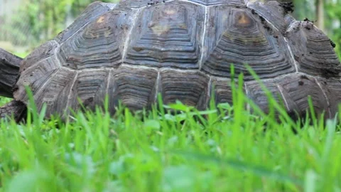 Red foot tortoise a common pet Stock Footage 246014714