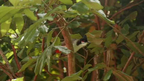 Red Stock Footage 315091242