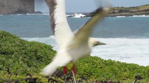 Red footed Booby bird flying Video stock 45915883