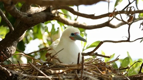 Red-footed booby bird flying off from the nest Stock Footage 109329366