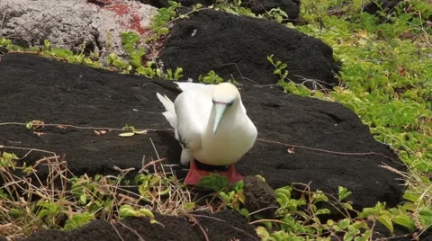 Red footed Booby Bird Video stock 45916921