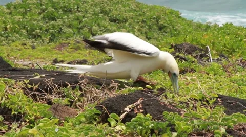 Red footed Booby Bird Video stock 45917154
