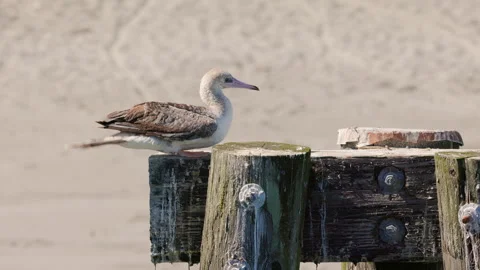Red-footed Booby Bird grooming in Port Townsend, Washington 動画素材 288906772
