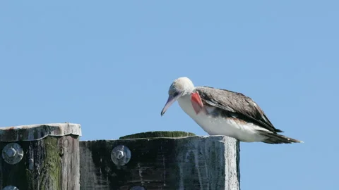 Red-footed Booby Bird grooming in Port Townsend, Washington Stock Footage 288907857
