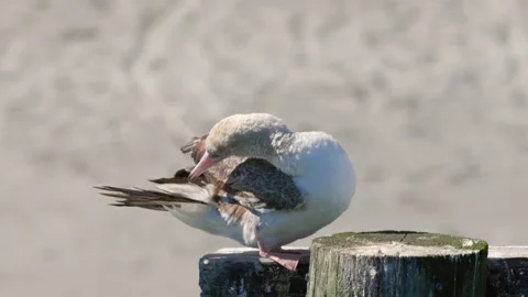 Red-footed Booby Bird grooming in Port Townsend, Washington Vidéo 288909140