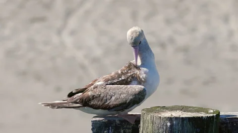 Red-footed Booby Bird grooming in Port Townsend, Washington Stock Footage 288909577