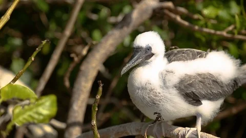 Red-footed booby bird perching on the tree Stock Footage 109328971
