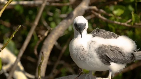 Red-footed booby bird perching on the tree in heavy winds 스톡 동영상 109329027