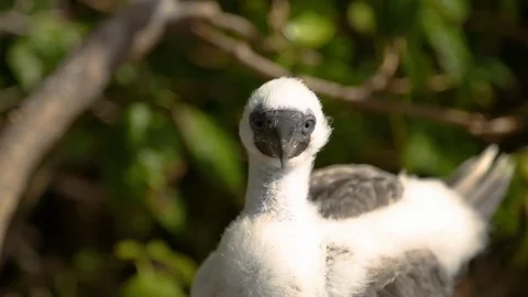Red-footed booby
 bird resting on the tree in heavy winds Stock Footage 109534579