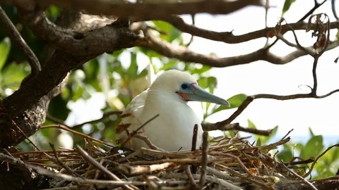 Red-footed booby bird sitting in its nest on the branch of tree Stock Footage 109329365