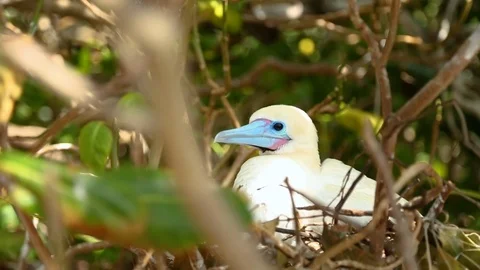 Red-footed booby bird sitting in its nest on the branch of tree Stock Footage 109534651