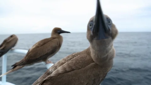 Red-footed booby birds perching on boat 스톡 동영상 109534685