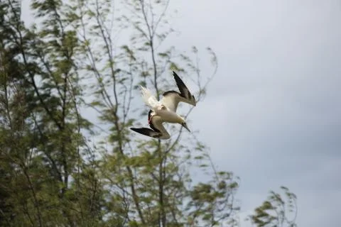Red footed booby coming overhead to land Stock Photos