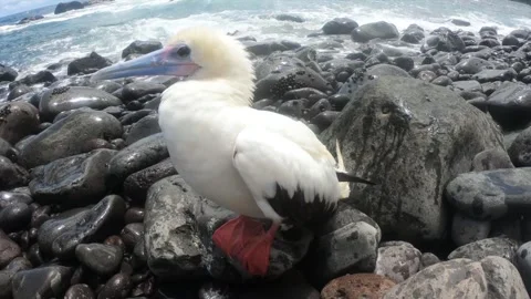 A red-footed booby in Fernando de Noronha, Brazil Stock Footage 282605977