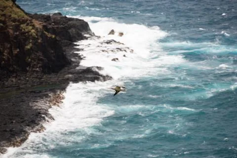 Red footed booby flying with nesting material Stock Photos
