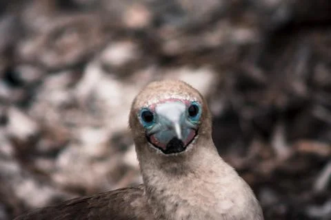 Red-Footed Booby Head-On Close-Up Stock Photos