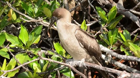 Red-footed Booby immature looking around Vidéo 70792588