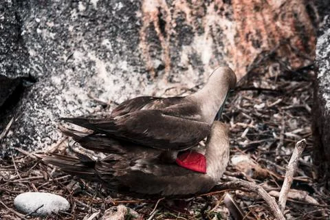 Red-Footed Booby Pair Nesting in Galapagos Stock Photos