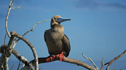 Red-footed booby perched on a branch at isla genovesa Stock Footage 65231986