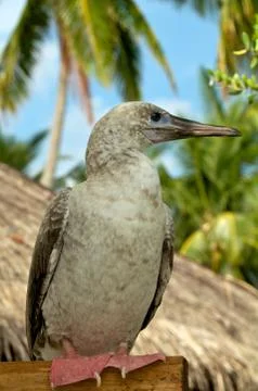Red-footed booby Stock Photos