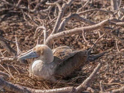 Red-Footed Booby Stock Photos