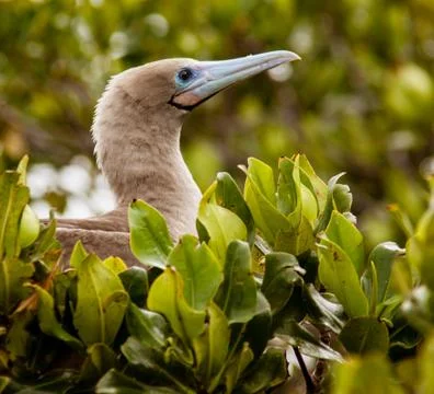 Red-Footed Booby Stock-Fotos