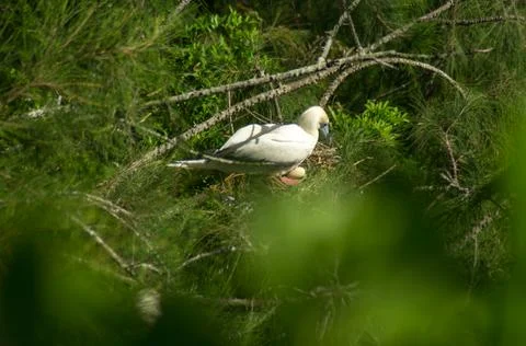 Red-footed booby Foto stock
