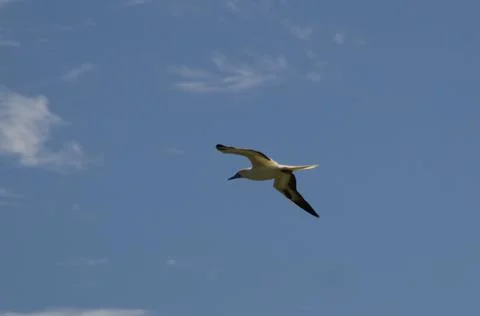 Red-footed booby Stock Photos