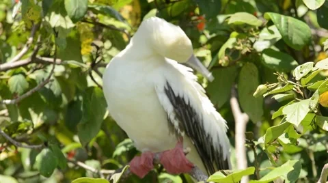 Red-footed Booby preening Stock Footage 64803618