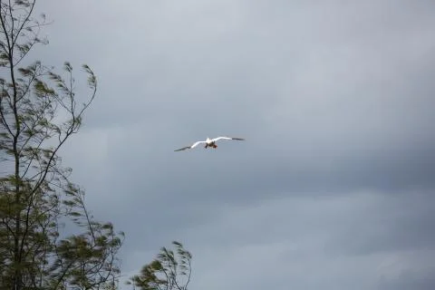 Red footed booby preparing to land Stock Photos