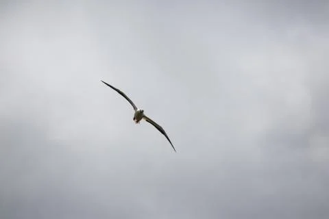 Red footed booby soaring by Stock Photos